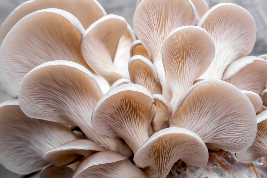 Mushrooms oyster